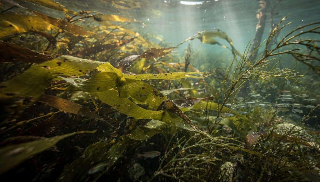 Bienfaits des Algues pour la Santé