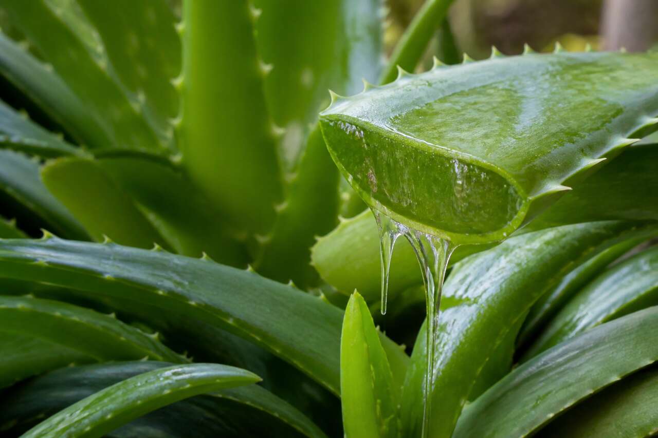 Aloe vera : un apaisant naturel efficace